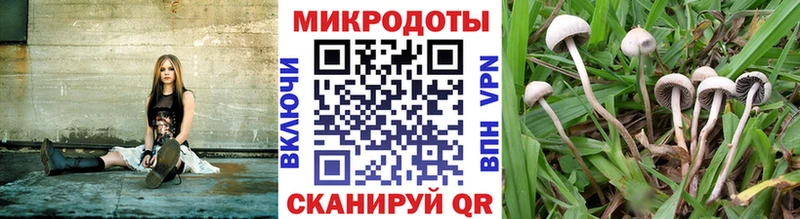 Псилоцибиновые грибы Psilocybe  Пустошка 